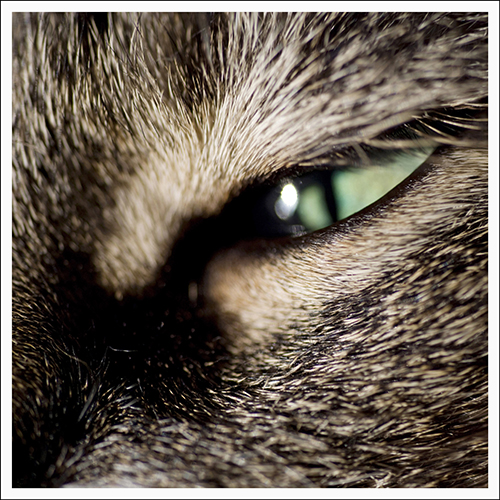 Eye