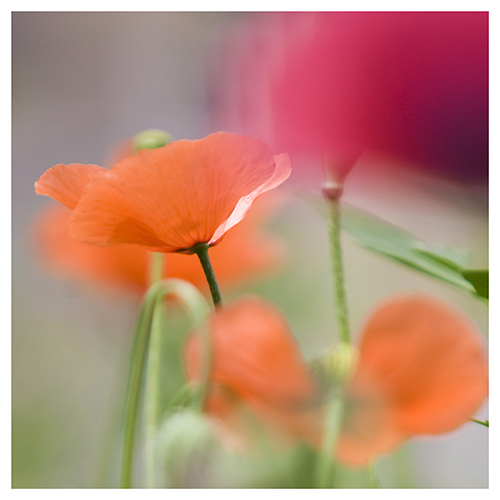 Poppy
