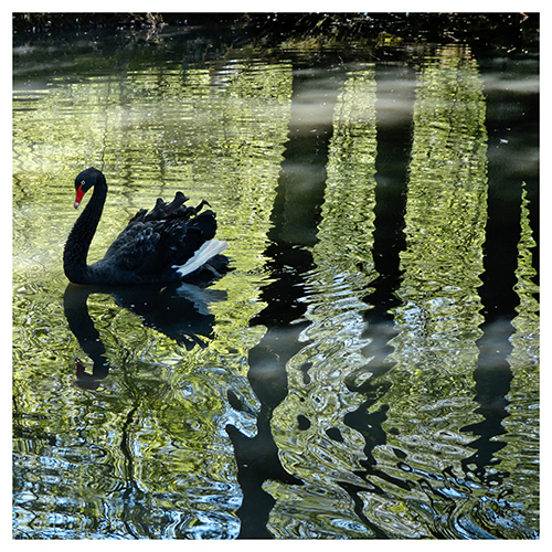 Swan